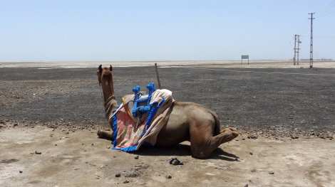 0 Camel sitting on salt flat Bhuj 2 (27)