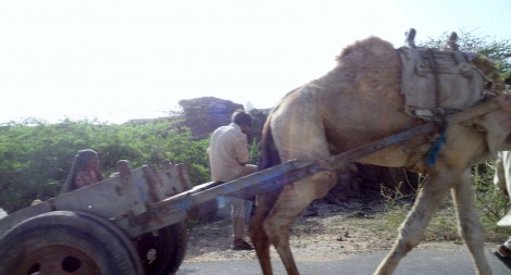0-camel-cart-Back-from-Bhuj-5-16-16