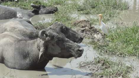 0 cows in mud Back from Bhuj 5 16 (101)