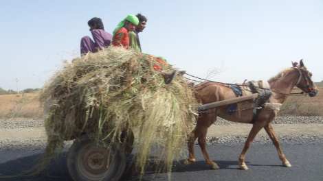 00 Riding on a hay wagon Back from Bhuj 5 16 (39)