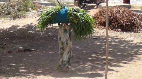 00 women carrying grass Travol (8) rs