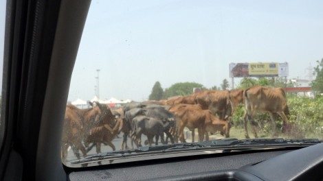 5 cow traffic jam