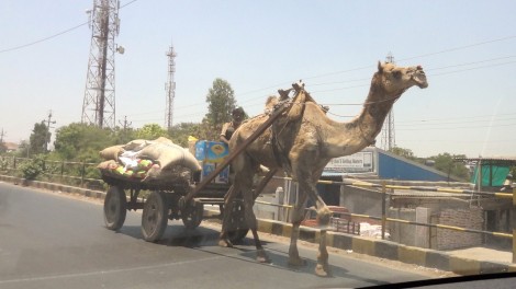 5-Camel-Cart