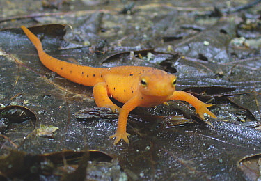 NEWT Dr. Lorianne diSabato 2006-08-06.jpgple